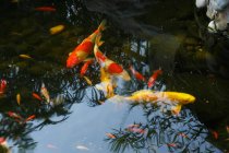 Vue rapprochée de carpes koï nageant dans un étang calme — Photo de stock