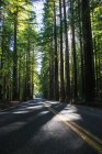 Empty asphalt road in beautiful green forest — Stock Photo