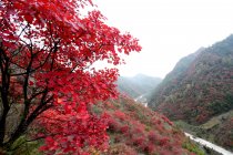 Herbstlandschaft im Lushi County der Provinz Henan, China — Stockfoto