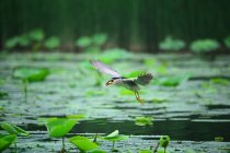 Красивий птах чаплі, що летить над спокійною водою в ставку — стокове фото