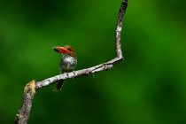 Vista ravvicinata di bellissimo uccello di giada punto trasversale appollaiato su ramoscello nella fauna selvatica, messa a fuoco selettiva — Foto stock