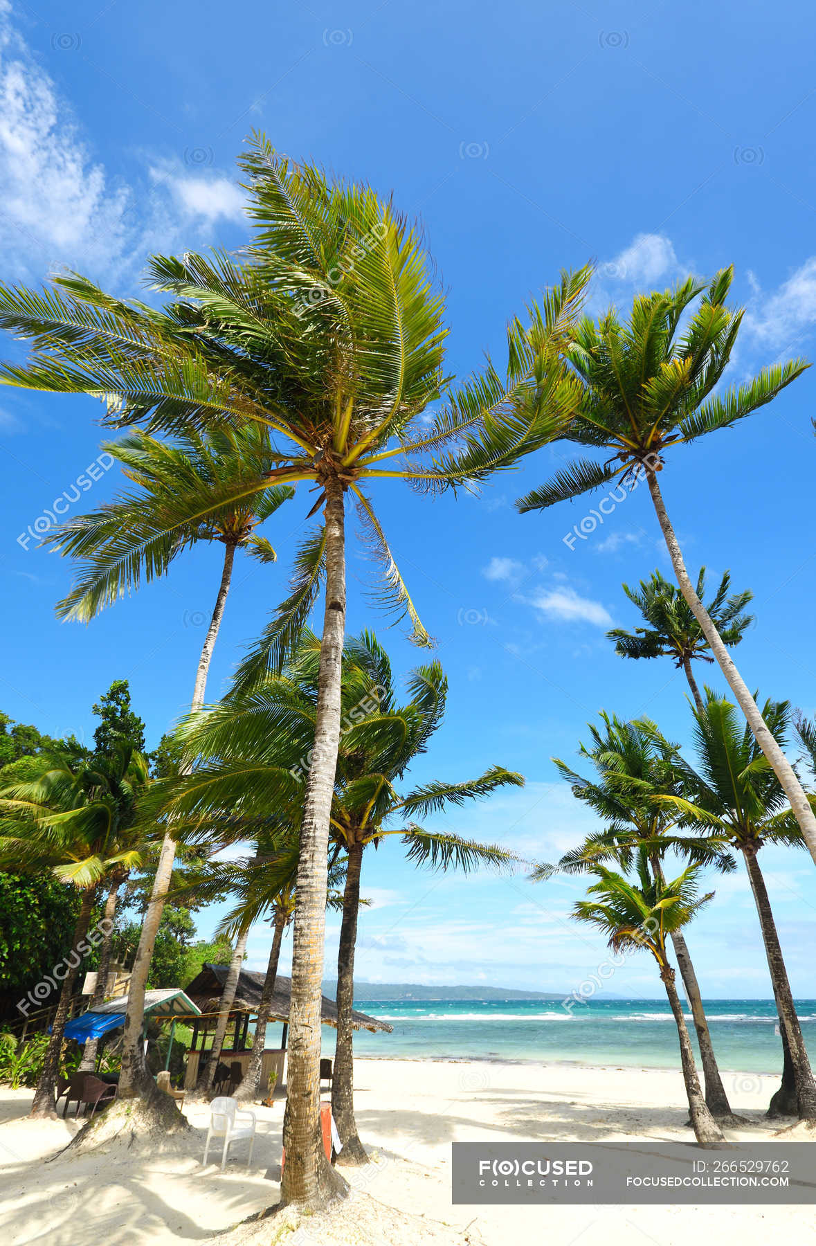 Beautiful palm trees at sandy beach at Boracay island, Philippines ...