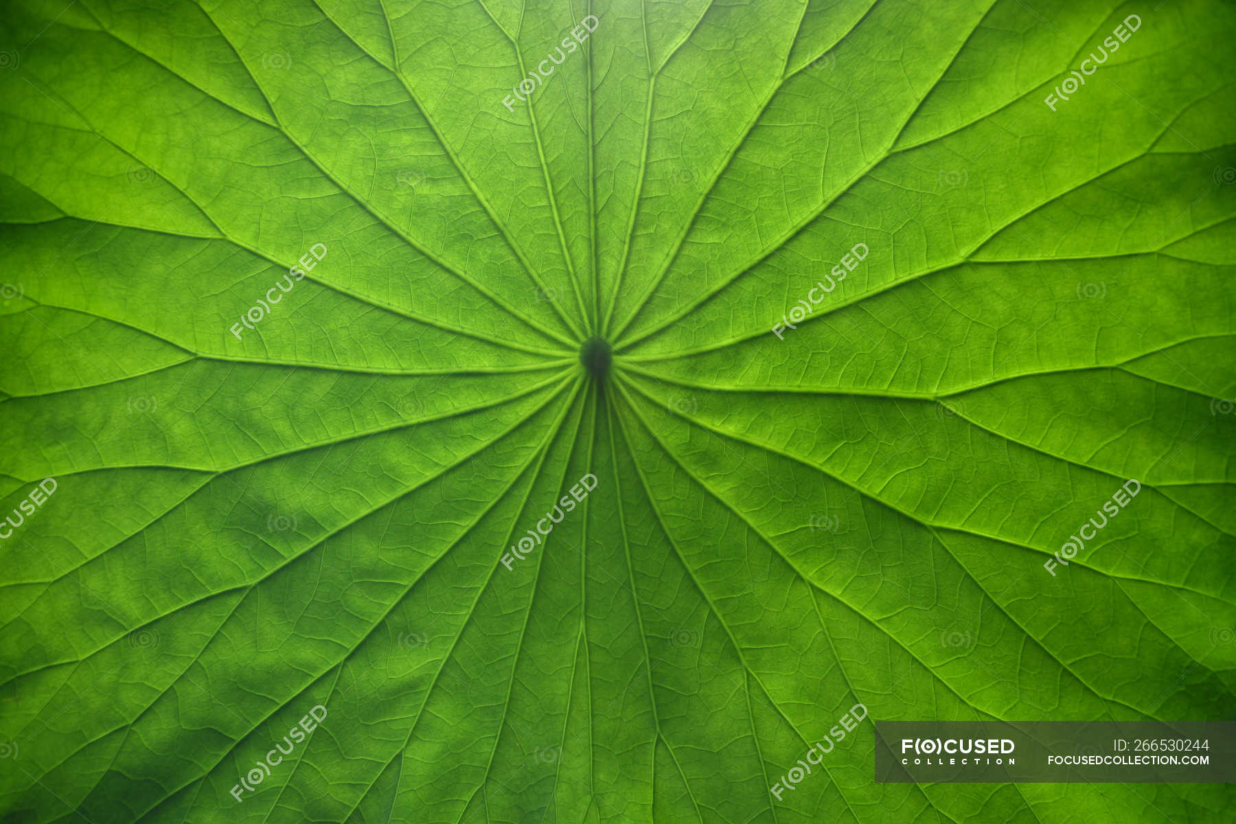 Close-up view of fresh green Lotus leaf texture — east asia 