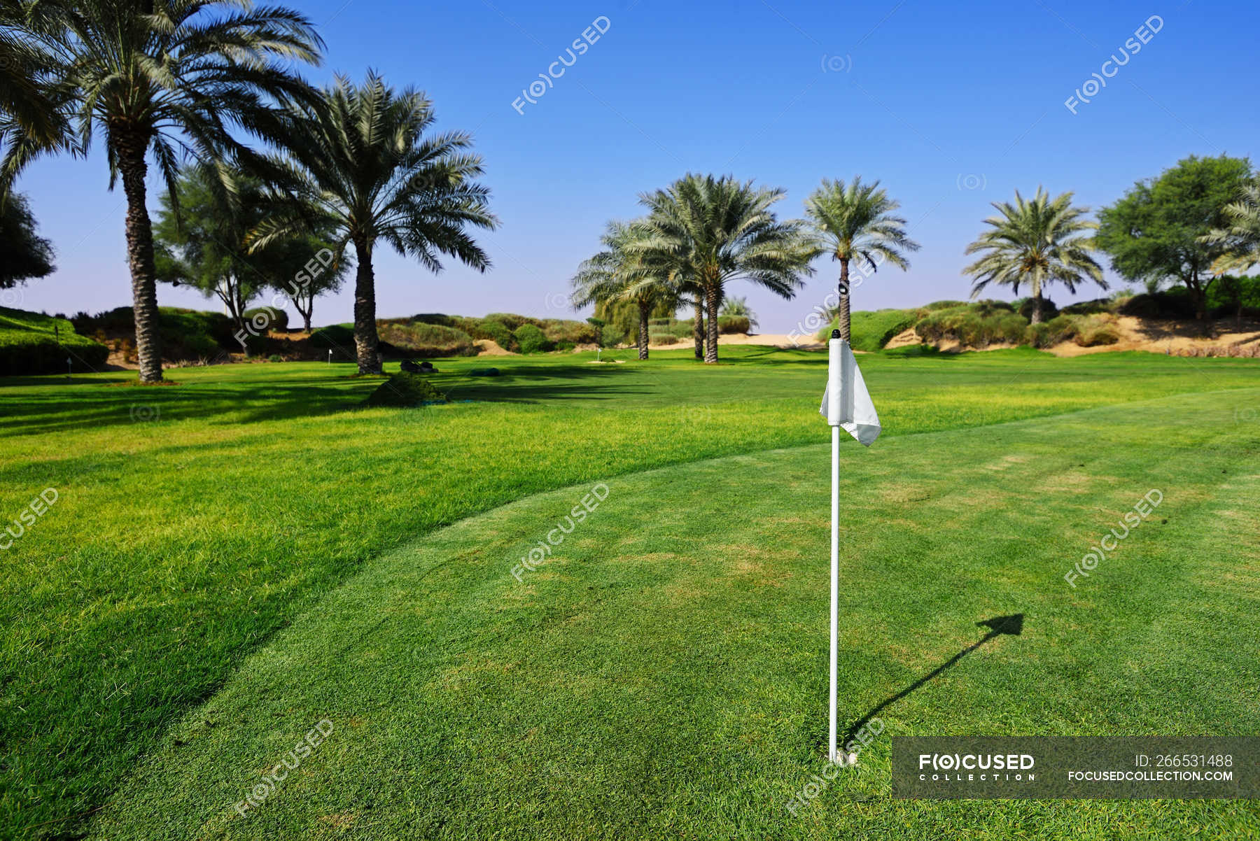 green-oasis-with-fresh-grass-and-palm-trees-in-desert-at-sunny-day