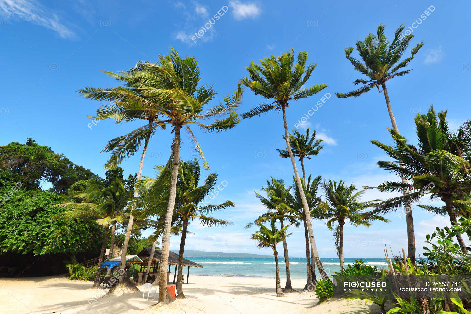 Beautiful palm trees at sandy beach at Boracay island, Philippines ...