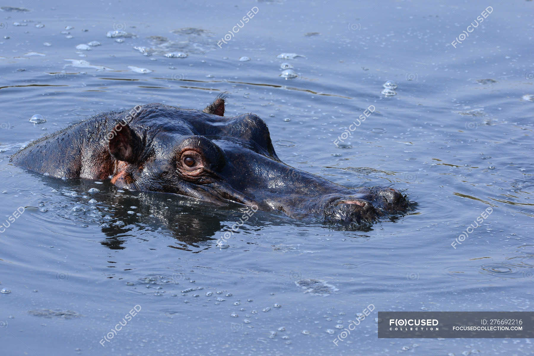 Ein Tier Stockfotos Lizenzfreie Bilder Focused