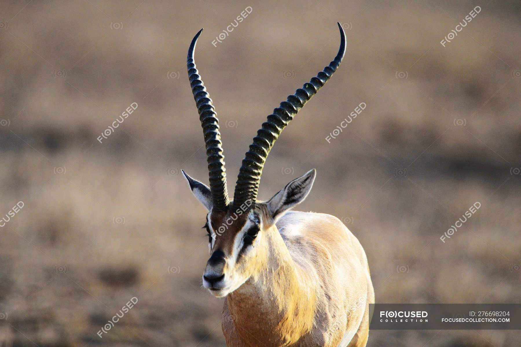 Beautiful Gazelle On Grassy Meadow At Masai Mara National Reserve 