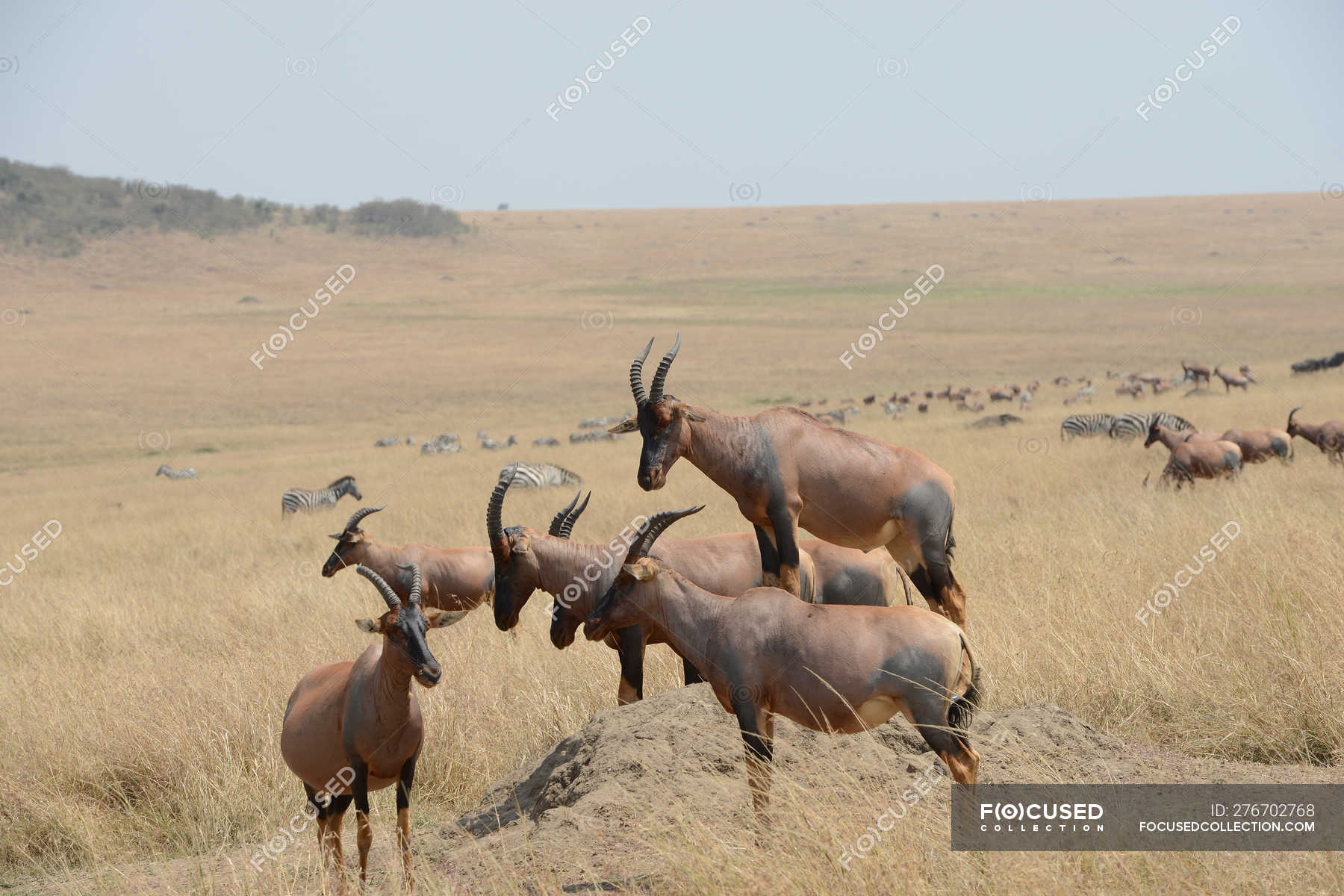 Herd of wild alcelaphinae animals in grassland during daytime — remote ...