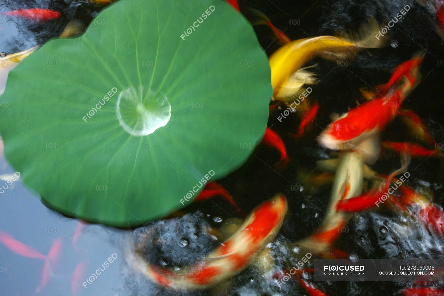 goldfish green water