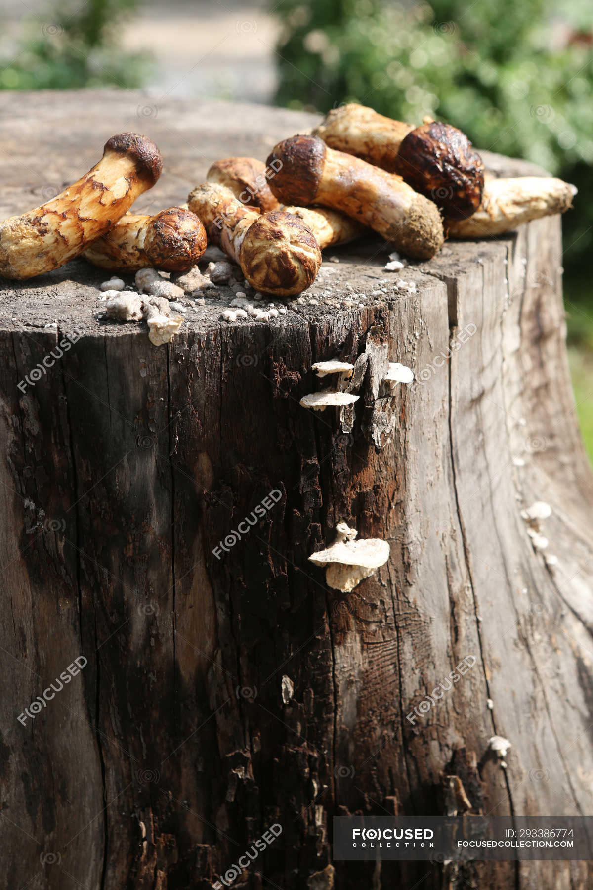 Closeup of fresh matsutake mushrooms on tree stump — still life