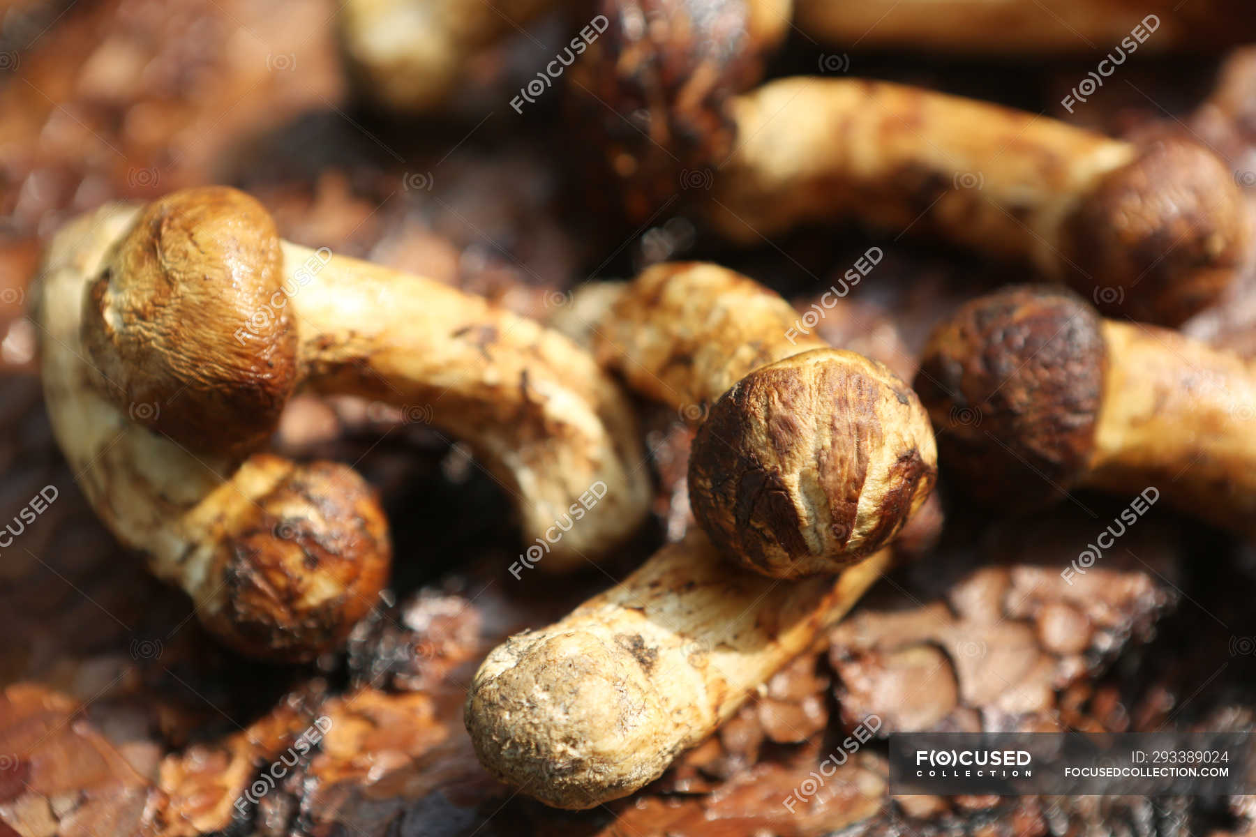 Closeup of fresh matsutake mushrooms on tree stump — raw, brown