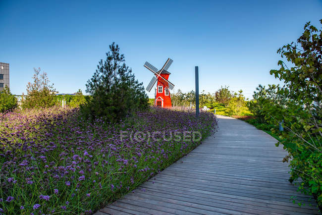 Красивая старая красная ветряная мельница и цветущие цветы в солнечный день — стоковое фото