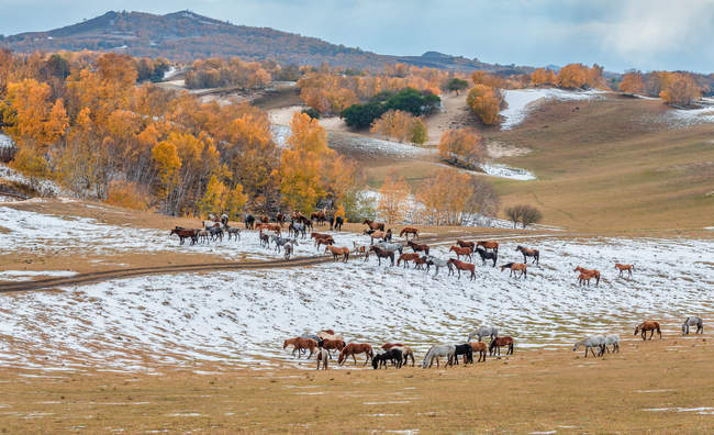 Cavalli al pascolo sui pascoli autunnali nella Mongolia Interna — Foto stock