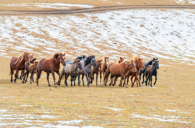 Beaux chevaux qui courent sur le terrain en Mongolie Intérieure — Photo de stock
