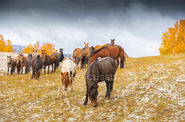 Красивые лошади пасутся на желтом поле зимой во Внутренней Монголии — стоковое фото