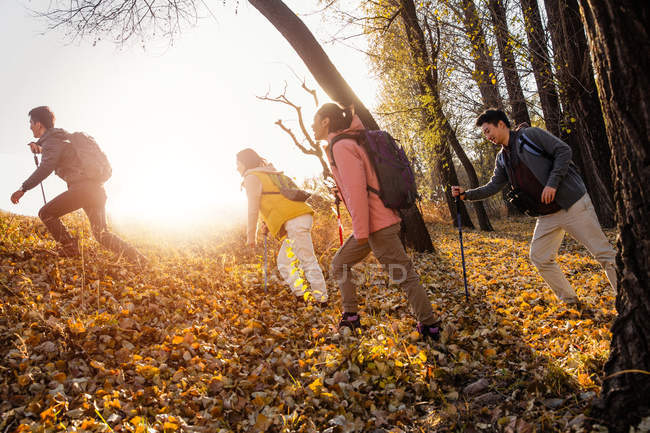 Cuatro amigos asiáticos trekking en bosque otoñal - foto de stock