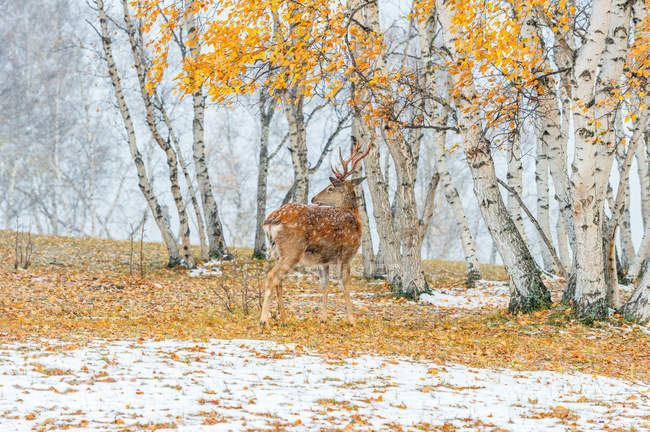 Schöne Hirsche im Winterwald in der inneren Mongolei — Stockfoto