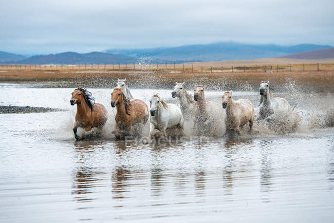 Belos cavalos correndo através do rio na Mongólia Interior — Fotografia de Stock