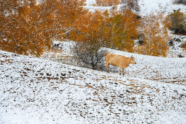 Корова на снежном холме во Внутренней Монголии — стоковое фото