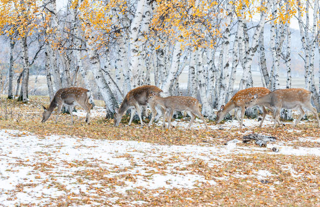 Schöne Hirsche im Winterwald in der inneren Mongolei — Stockfoto