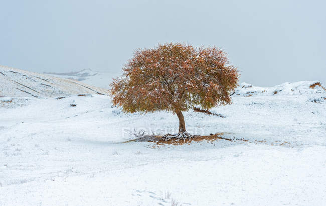 Beau paysage hivernal avec un arbre sur la colline en Mongolie intérieure — Photo de stock