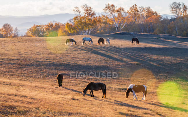 Cavalos pastando em pasto outonal na Mongólia Interior — Fotografia de Stock