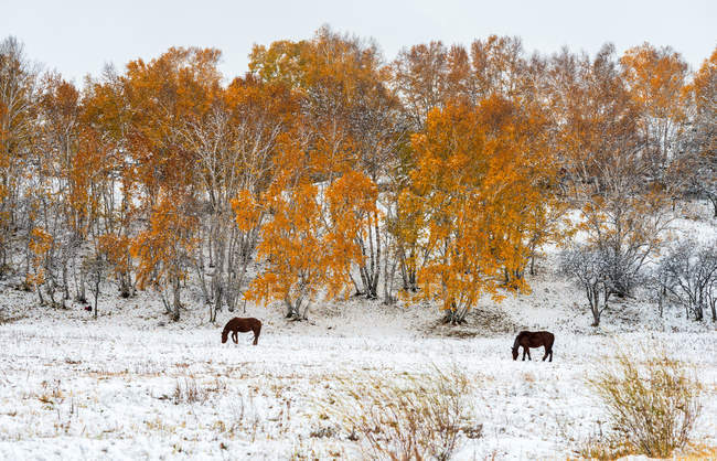 Bellissimi cavalli al pascolo sul campo giallo in inverno nella Mongolia Interna — Foto stock