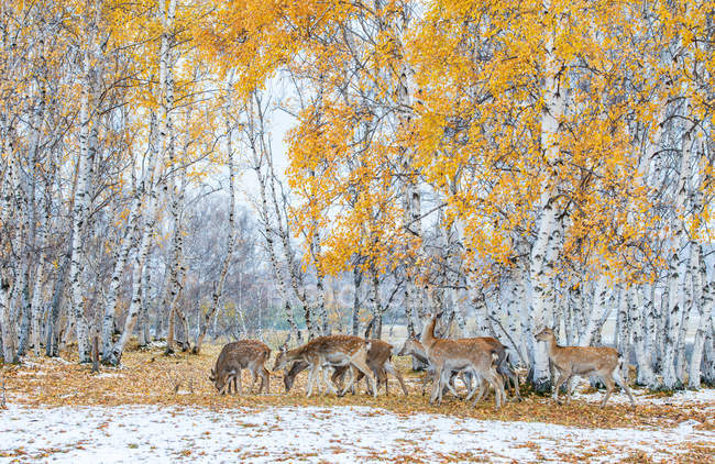 Hermoso ciervo en el bosque de invierno en Mongolia Interior - foto de stock