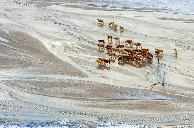 Высокий угол обзора пастухов, идущих рядом с коровами по снежной степи во Внутренней Монголии — стоковое фото