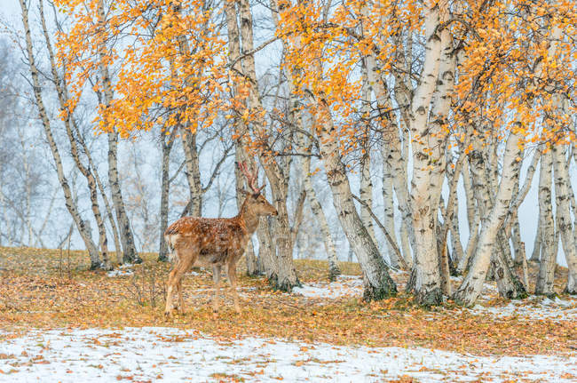 Красивый олень в зимнем лесу во Внутренней Монголии — стоковое фото