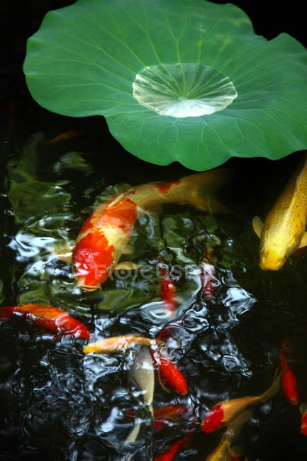 Vista de cerca de la hoja verde y peces de colores en aguas tranquilas de estanque - foto de stock