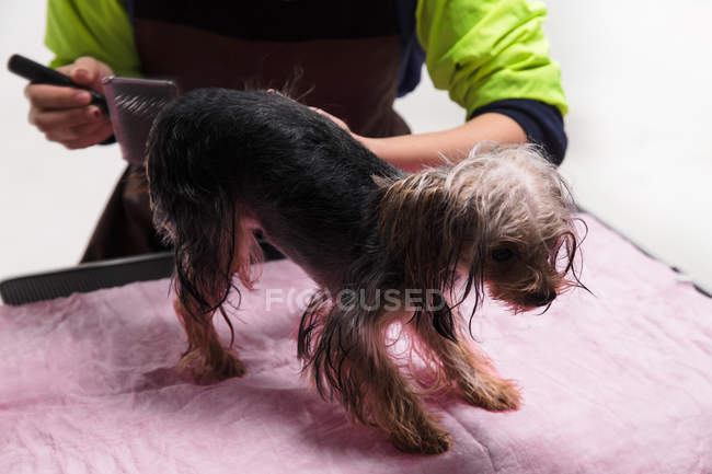 Abgeschnittene Aufnahme von Person, die niedlichen yorkshire Terrier Hund pflegt — Stockfoto
