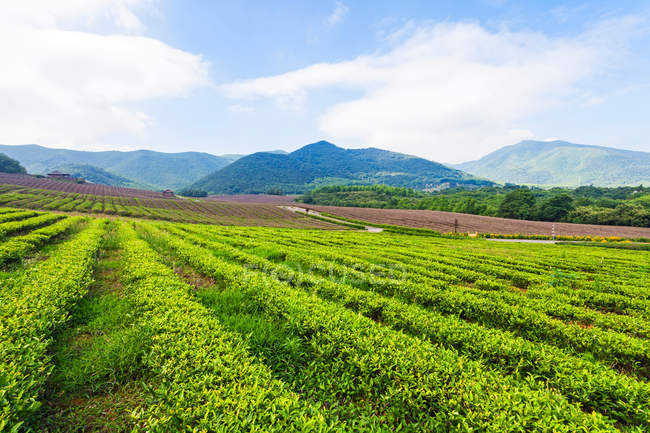 Rows of plants growing on terraced field in scenic mountains — Stock Photo
