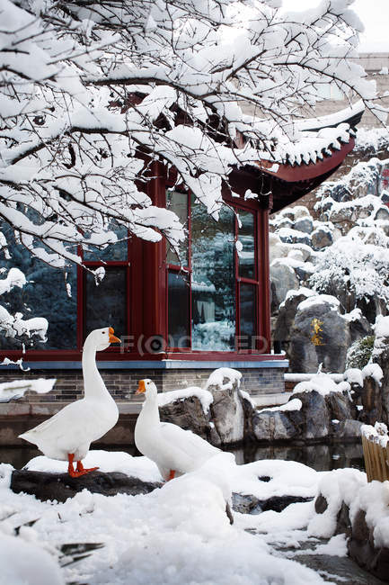 Красивые белые гуси ходить возле здания с традиционной азиатской архитектуры — стоковое фото