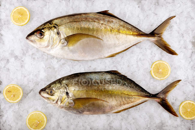 Vista superior de peixe com fatias de limão no gelo — Fotografia de Stock
