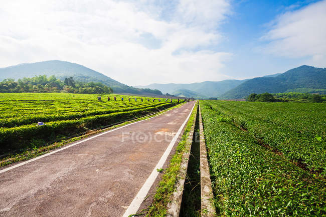 Camino de asfalto vacío, exuberante vegetación verde y colinas escénicas en el horizonte - foto de stock