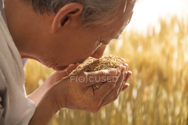 El viejo granjero con arroz - foto de stock