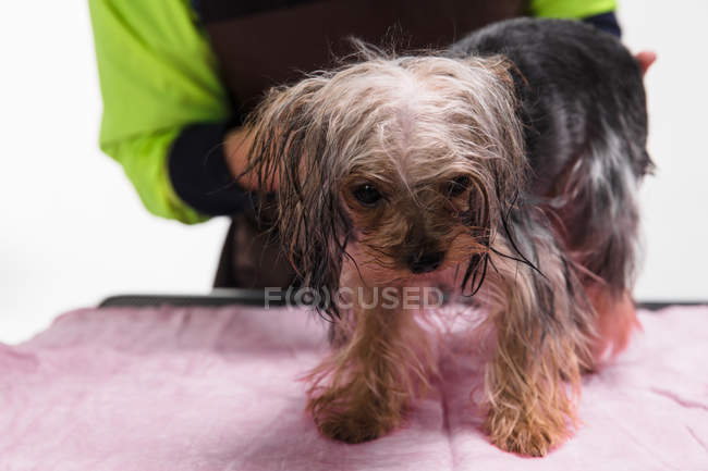Обрезанный снимок человека, ухаживающего за симпатичной йоркширской терьерной собакой — стоковое фото
