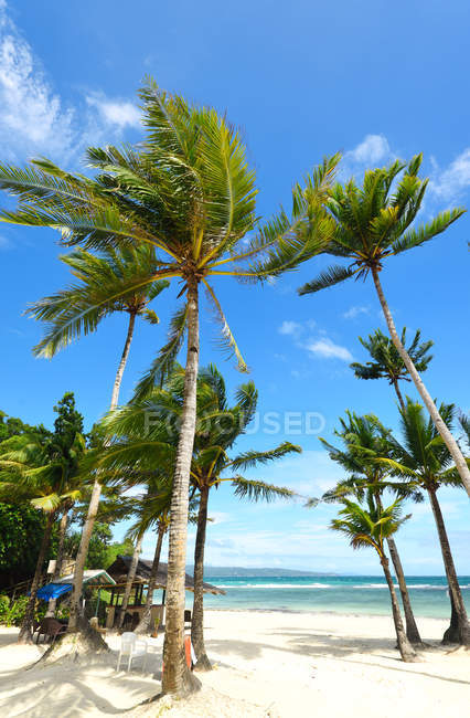 Красивые пальмы на песчаном пляже на острове Боракай, Филиппины . — стоковое фото