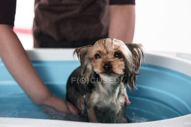 Tiro cortado de pessoa que lava adorável cão terrier yorkshire — Fotografia de Stock