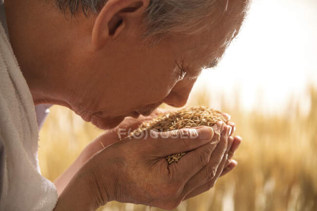 The old farmer with rice — Stock Photo