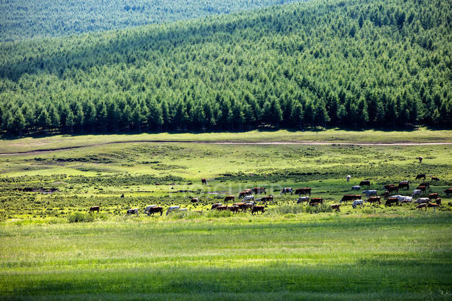 Cows grazing on green pasture near rural road and scenic hills — Stock Photo