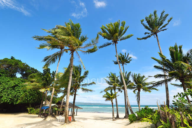 Beautiful palm trees at sandy beach at Boracay island, Philippines. — Stock Photo