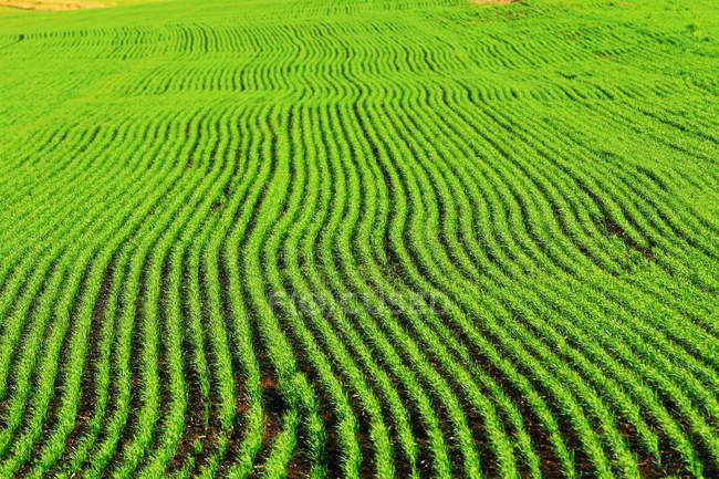 Full frame view of fresh green plants growing in rows on agricultural field — Stock Photo
