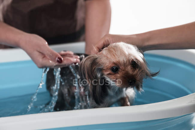 Обрезанный снимок людей, стирающих очаровательную Йоркширскую терьерную собаку — стоковое фото