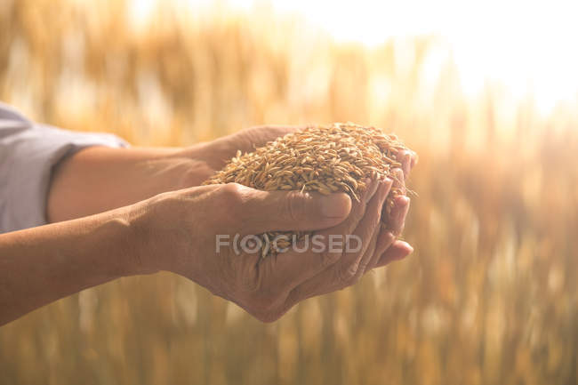 Обрезанный снимок старшего фермера, держащего спелую пшеницу в поле — стоковое фото