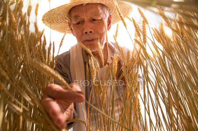 El viejo granjero con trigo - foto de stock
