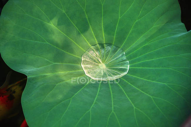 Vista de cerca de la textura de la hoja de loto verde fresco - foto de stock