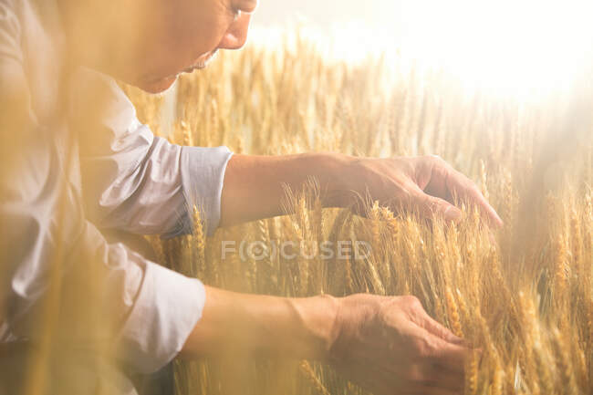 Фермеры с учетом урожая пшеницы — стоковое фото