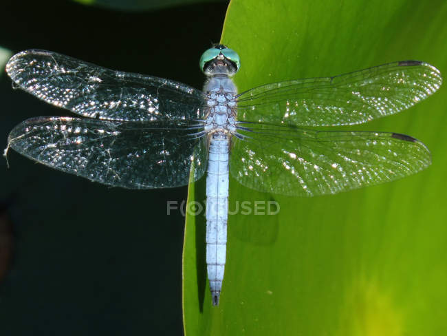 Close-up view of beautiful dragonfly on green leaf, top view — Stock Photo